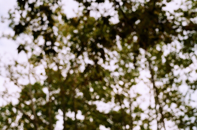 0341-paulunderwood-trees-sky-italy-soft-focus-leaves-black-brown-landscape-image-paul-underwood-original-work.jpg