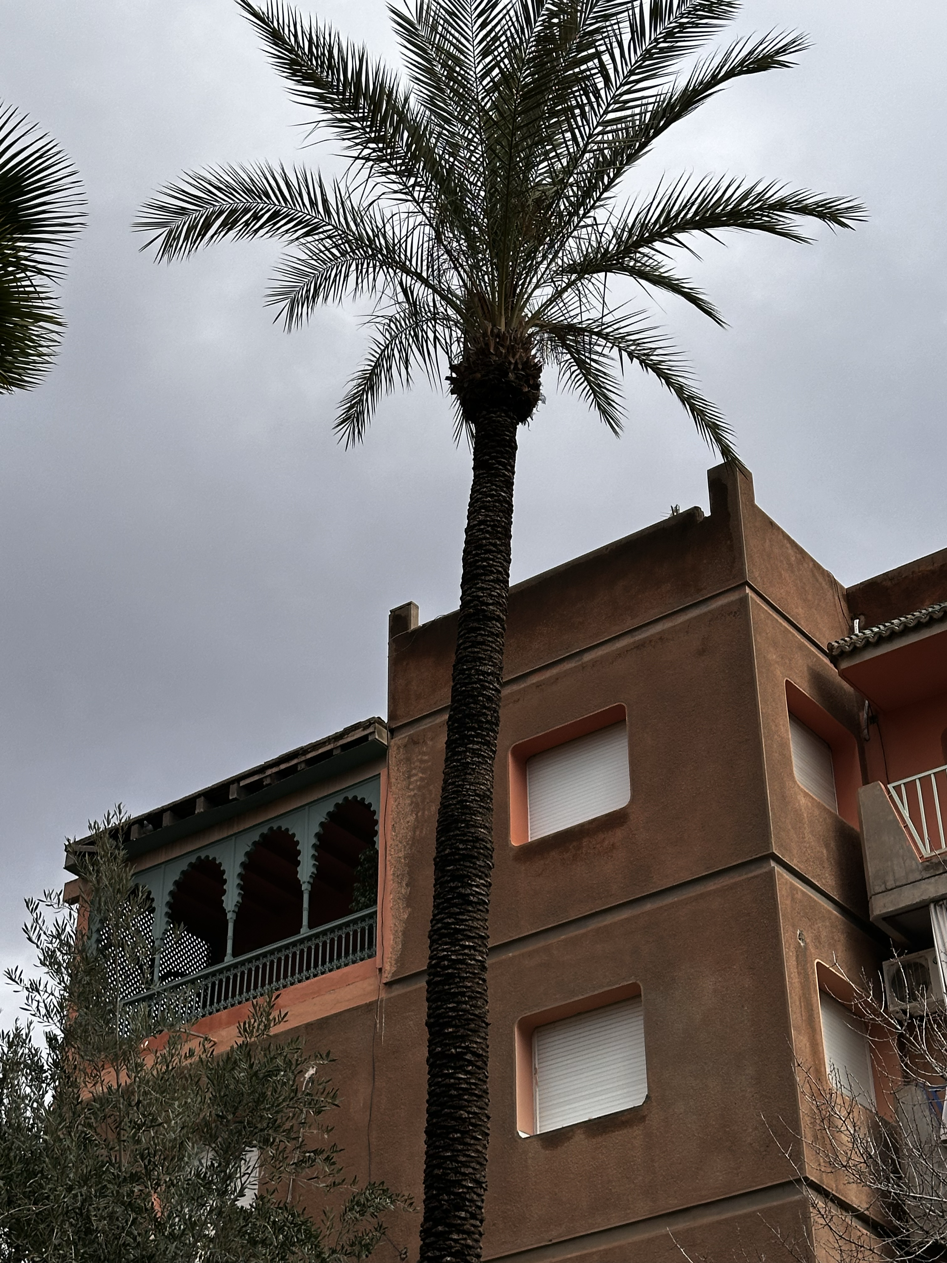 1553-palm-tree-brick-building-overcast-sky-brown-white-portrait-paul-underwood-original-work.png