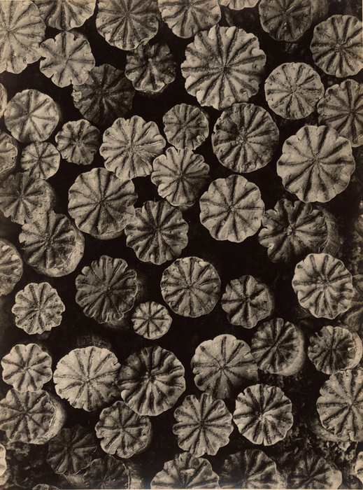 0752-visual-artwork-brown-black-portrait-image-reference-only.jpg