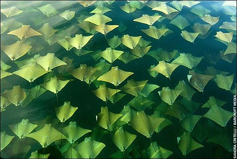 0450-stingray-nature-black-beige-landscape-image-reference-only.jpg