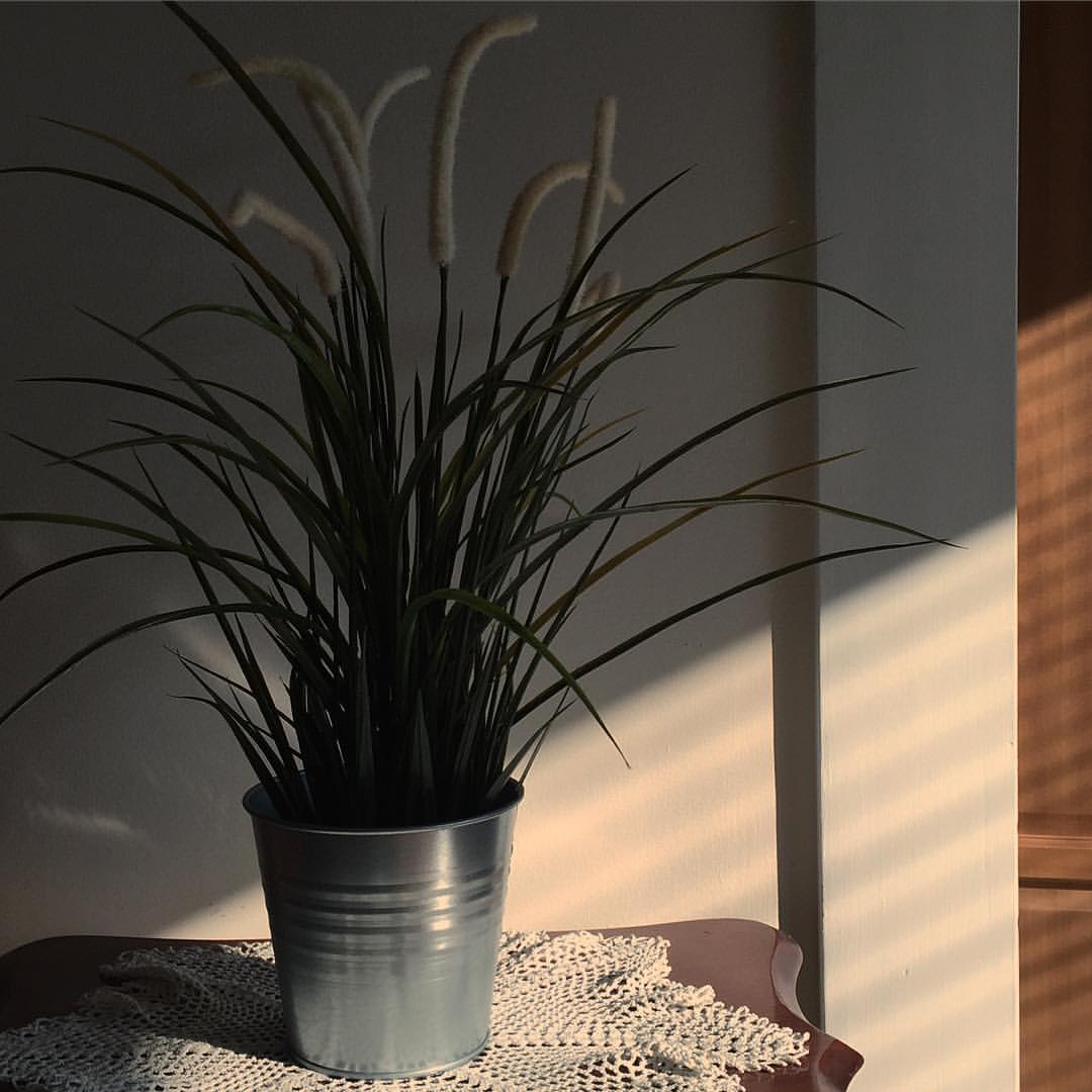 0796-beszhsztatd-light-sunshine-indoorplants-morning-black-brown-square-image-paul-underwood-original-work.jpg