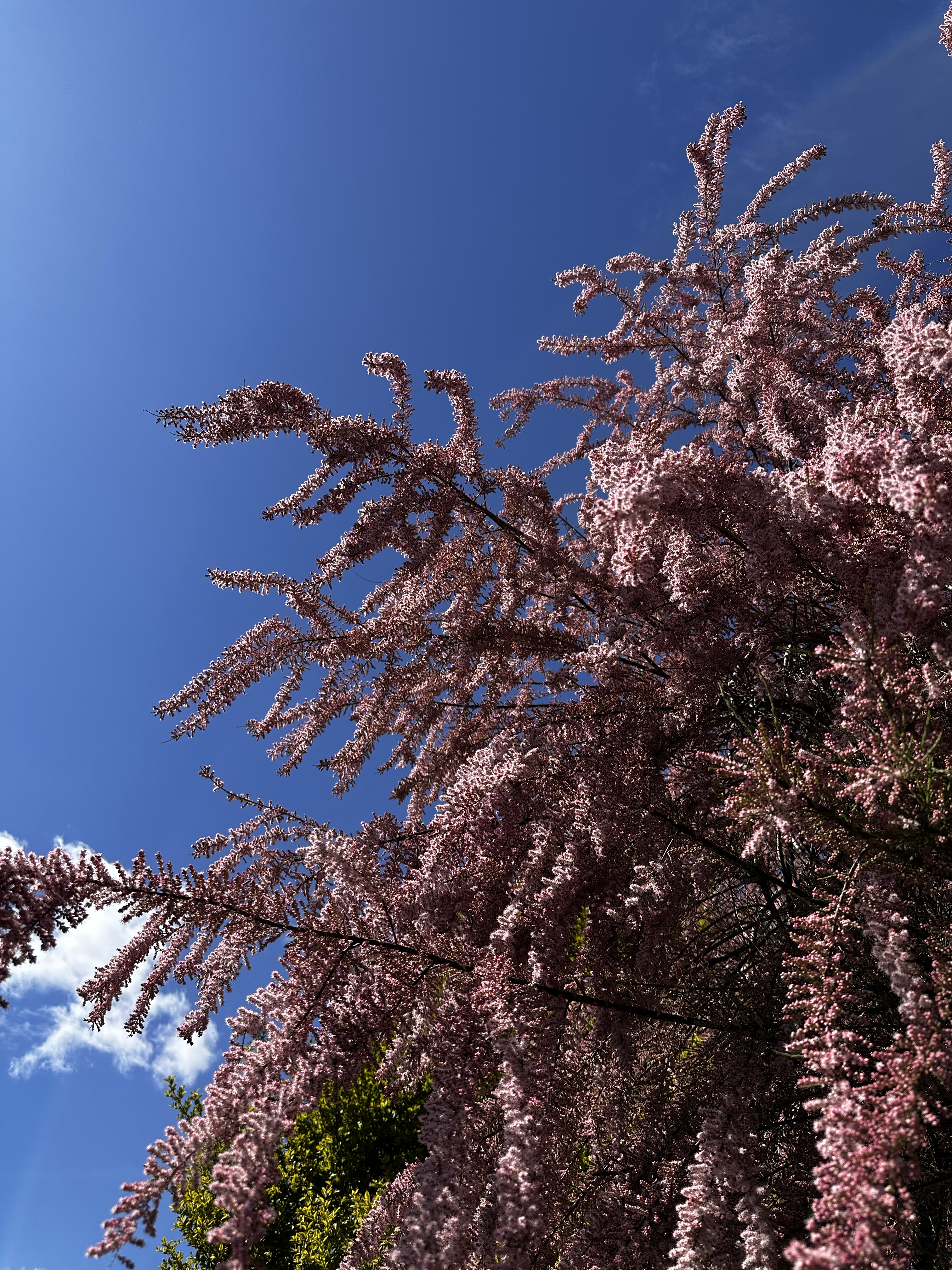 1571-pink-blossom-tree-blue-sky-purple-black-portrait-paul-underwood-original-work.png