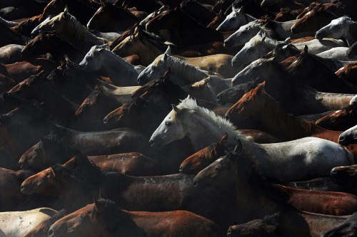 1010-horses-black-brown-landscape-image-reference-only.jpg
