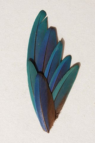0305-feathers-wing-blue-white-green-portrait-image-reference-only.jpg