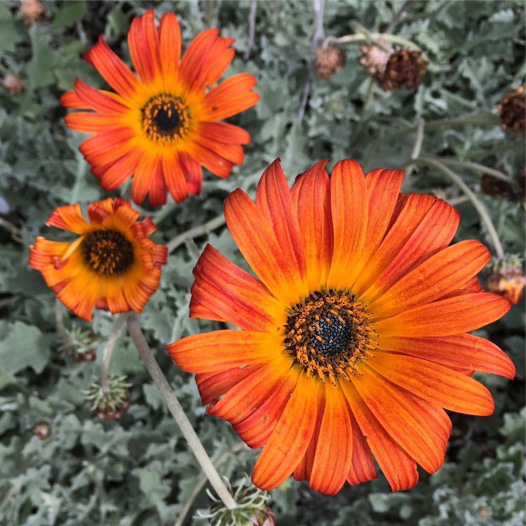 0857-blgzns4hz0a-orange-flowers-black-red-square-image-paul-underwood-original-work.jpg