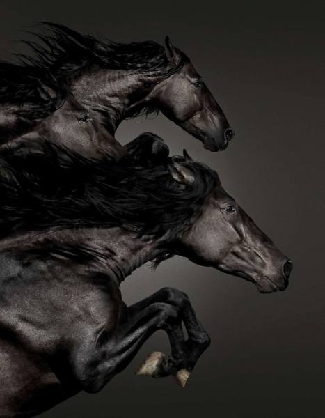 0289-horse-jumping-powerful-black-brown-portrait-image-reference-only.jpg