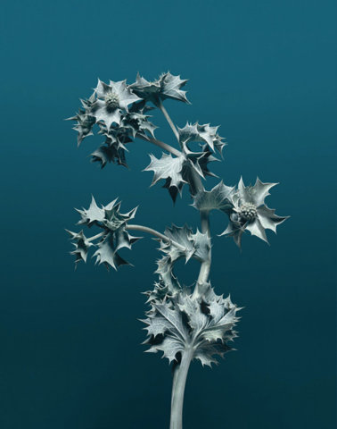 0003-erwanfrotin-flora-olbiensis-flowers-art-still-life-wall-black-teal-portrait-image-reference-only.jpg