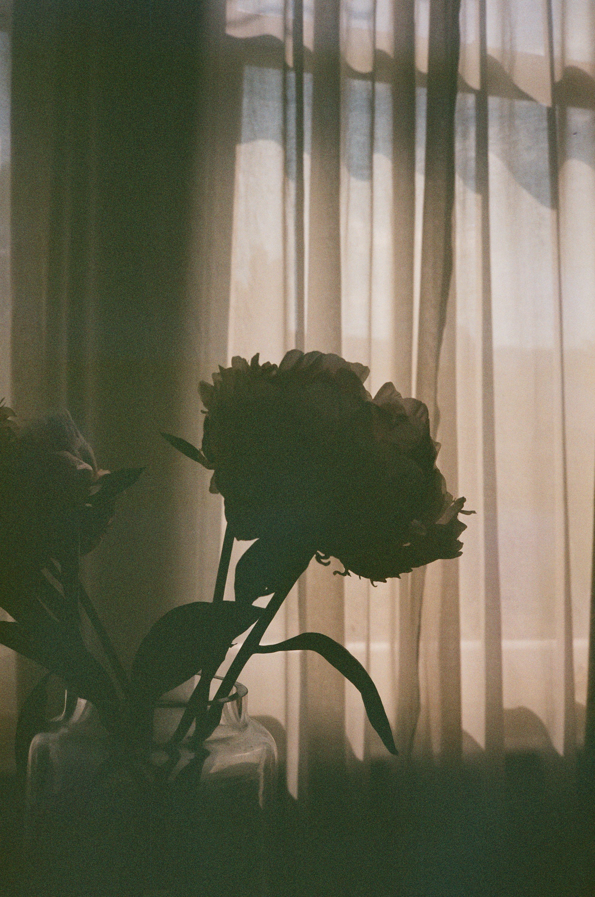 0846-silhouette-flowers-curtains-beige-black-portrait-image-paul-underwood-original-work.jpg