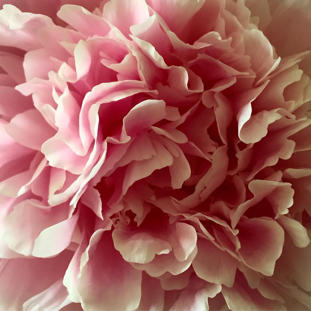 0957-busrhdkdxpg-inbloom-peonies-pink-brown-grey-square-image-paul-underwood-original-work.jpg
