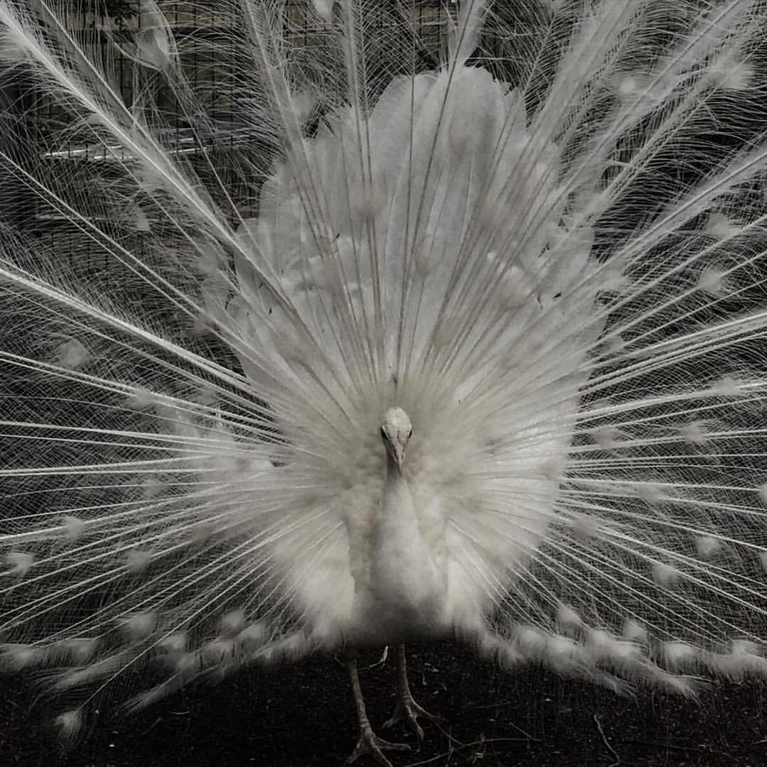 0681-baujwqqtagj-full-strut-darling-downs-zoo-brown-black-square-image-paul-underwood-original-work.jpg