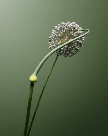 0001-erwanfrotin-flora-olbiensis-flowers-art-still-life-wall-green-black-portrait-image-reference-only.jpg