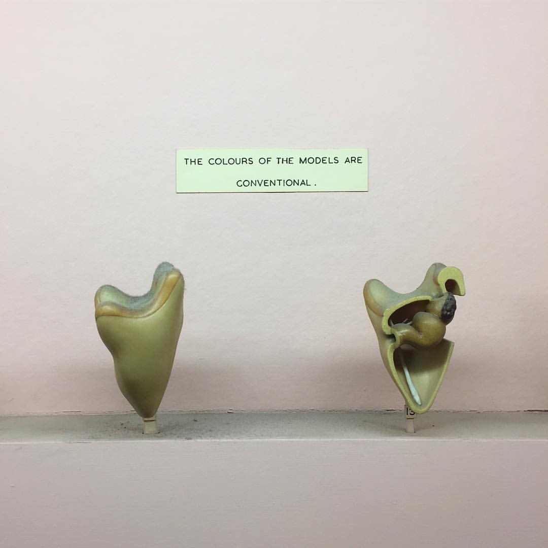 1213-bn6kasmfnx9-layout-type-signage-teeth-model-museum-horniman-gardens-white-beige-square-image-paul-underwood-original-work.jpg