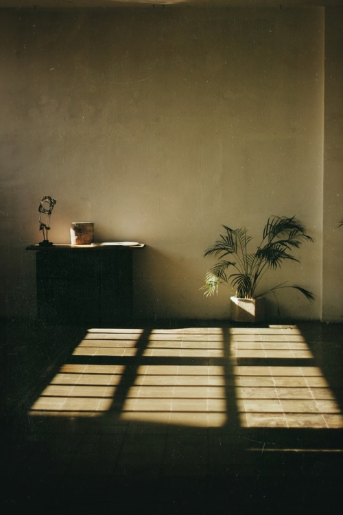 1001-interiors-plant-sunlight-black-brown-portrait-image-reference-only.jpg