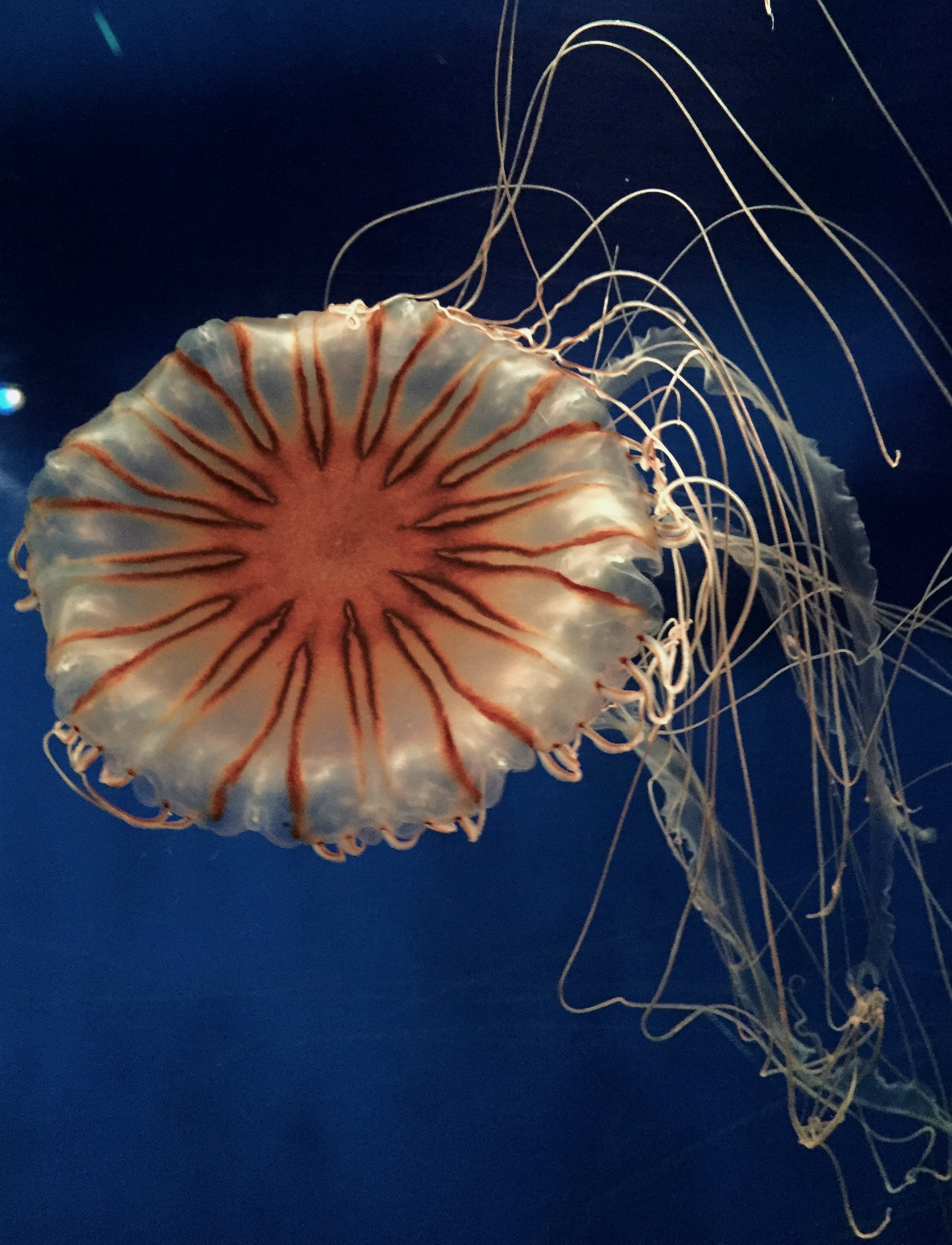 0882-jellyfish-tenticles-black-brown-portrait-image-paul-underwood-original-work.jpg