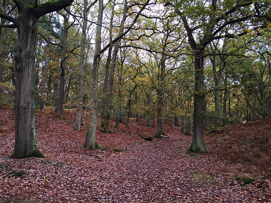 0649-oaszasx-autumn-woods-rushmere-country-park-brown-black-landscape-image-paul-underwood-original-work.jpg