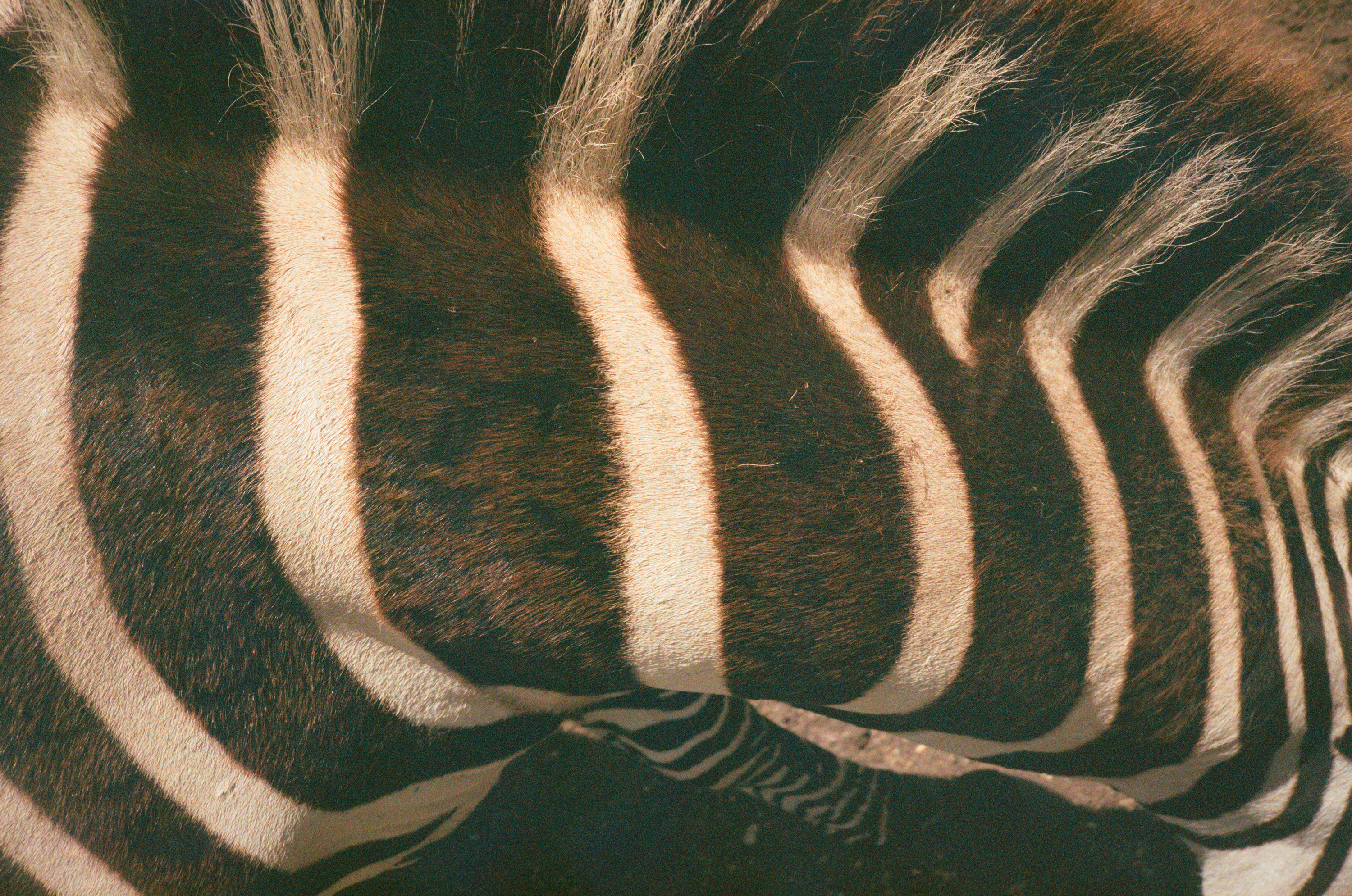 0844-zebra-detail-brown-black-landscape-image-paul-underwood-original-work.jpg
