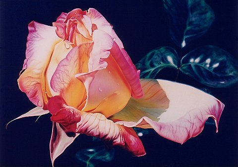 0908-photorealism-photorealist-painting-flower-rose-pink-yellow-red-beige-black-landscape-image-reference-only.jpg