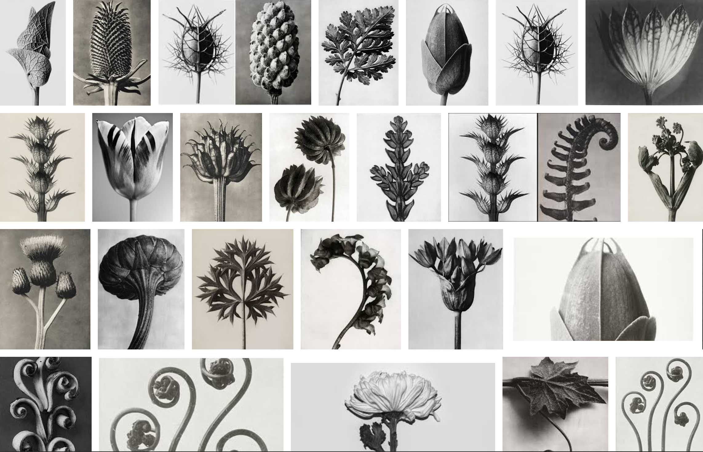 0932-flowers-still-life-karl-blossfeldt-google-search-brown-beige-landscape-image-reference-only.png
