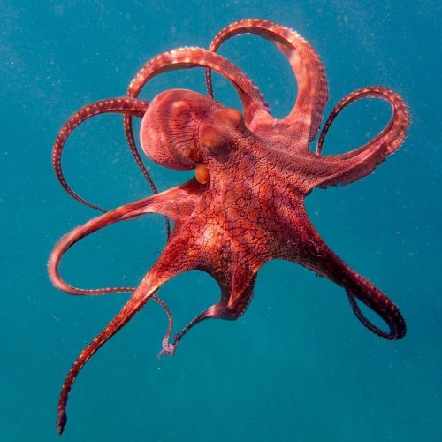 0994-octopus-swimming-ocean-red-teal-brown-square-image-reference-only.jpg
