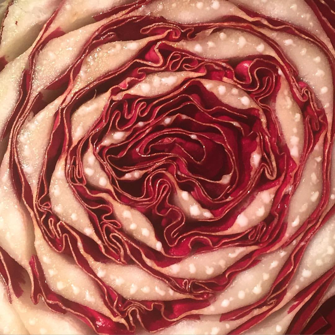 0739-bcphdhkzan7-radicchio-red-brown-square-image-paul-underwood-original-work.jpg