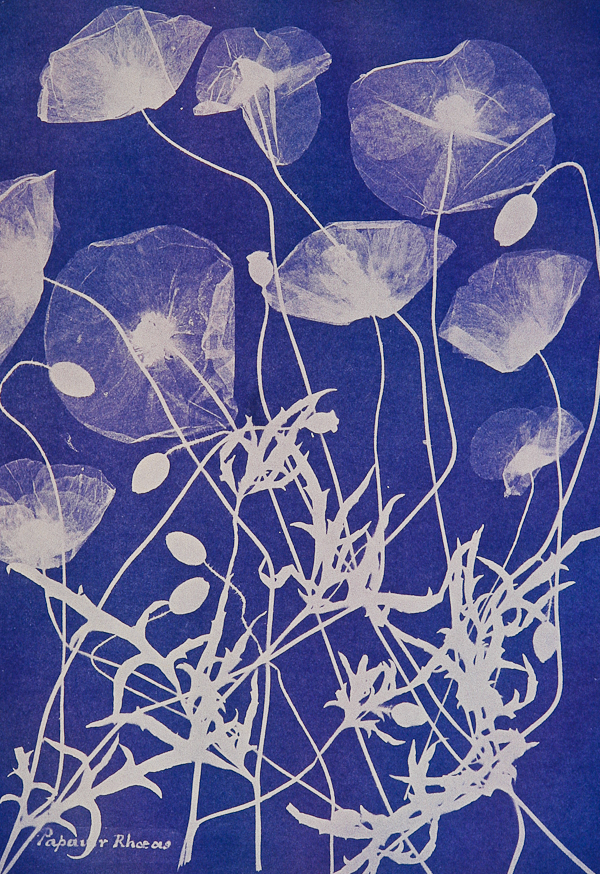 1411-anna-atkins-botanical-photographs-late-nobrashfestivity-purple-beige-portrait-image-reference-only.jpg