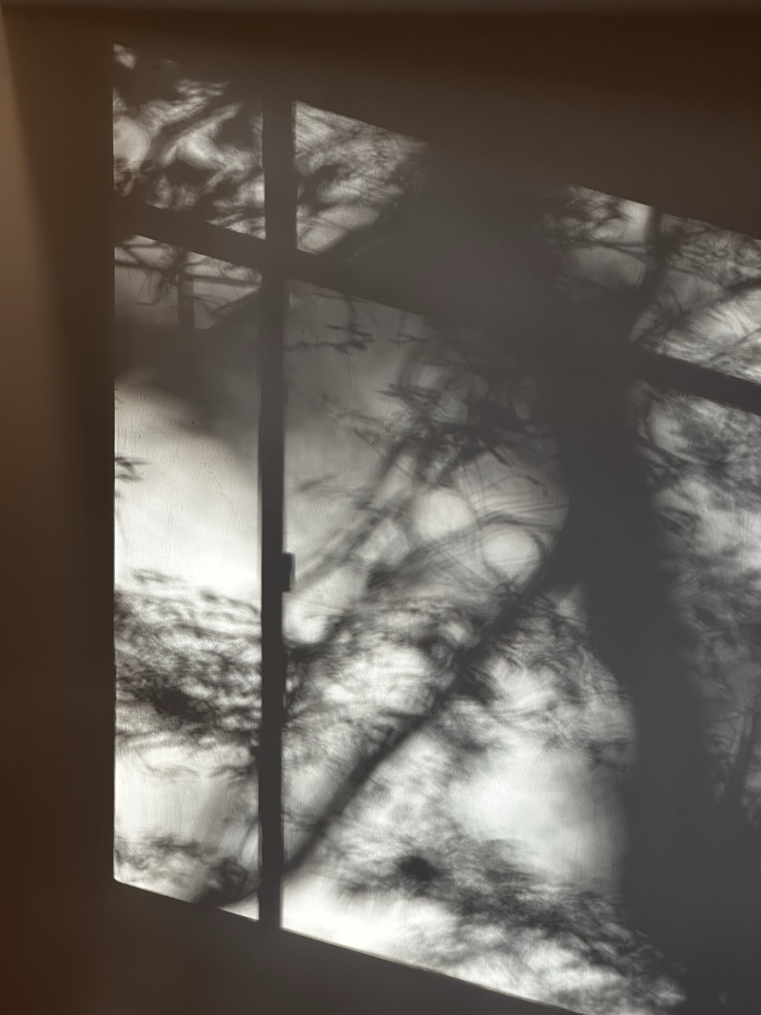 1544-tree-branch-shadow-window-curtain-brown-black-portrait-paul-underwood-original-work.png