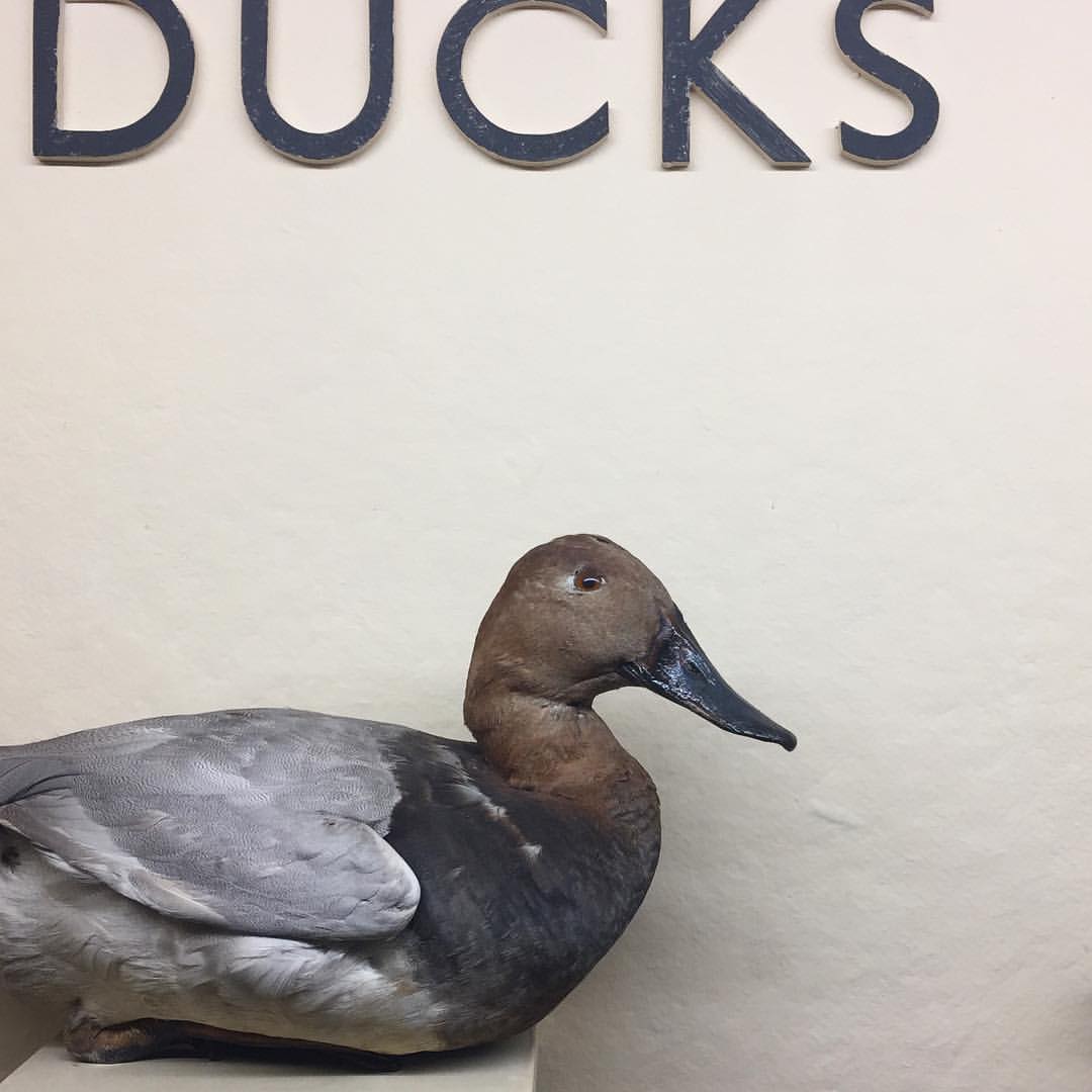 1212-bn6j4osfd3g-ducks-stuffed-museums-layout-type-signage-white-brown-square-image-paul-underwood-original-work.jpg