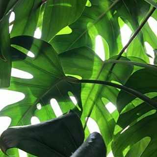 0806-be20gujzaqg-sundaymorning-sunshine-cheeseplant-black-green-square-image-paul-underwood-original-work.jpg