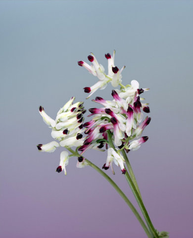 0006-erwanfrotin-flora-olbiensis-flowers-art-still-life-wall-grey-beige-portrait-image-reference-only.jpg