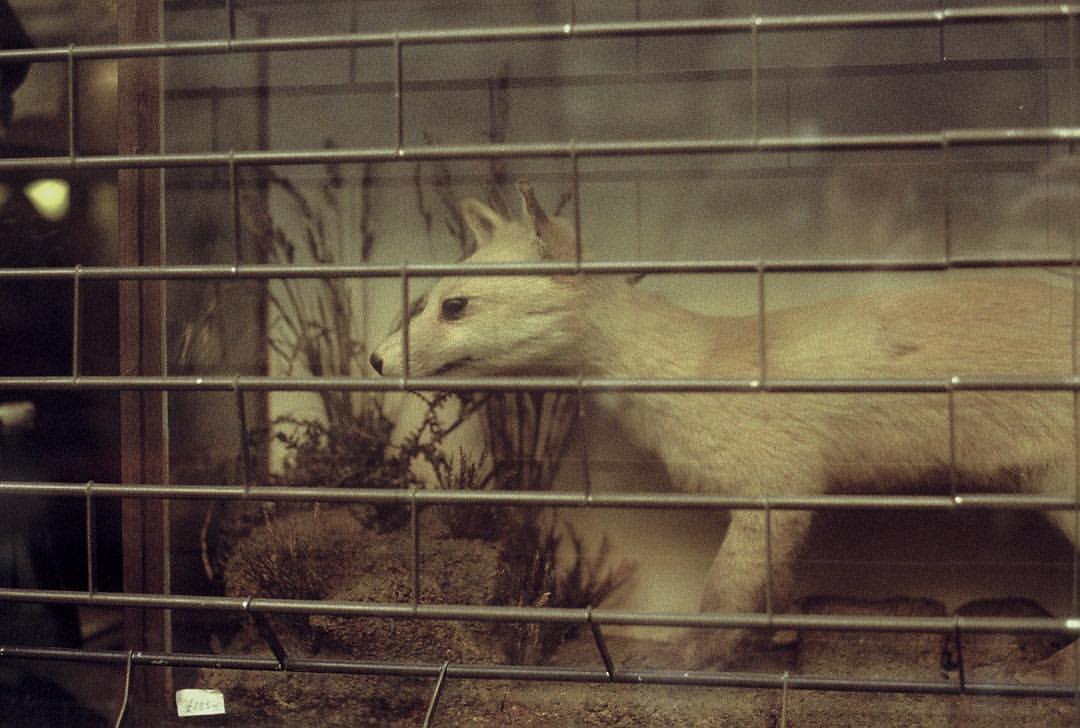 0792-benkpk7zapo-shopwindow-fox-taxidermy-brown-black-landscape-image-paul-underwood-original-work.jpg