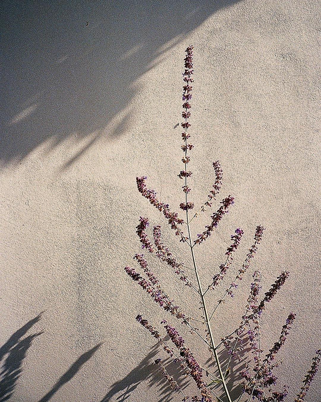 1039-obu-jowl-france-wall-flowers-brown-beige-portrait-image-paul-underwood-original-work.jpg