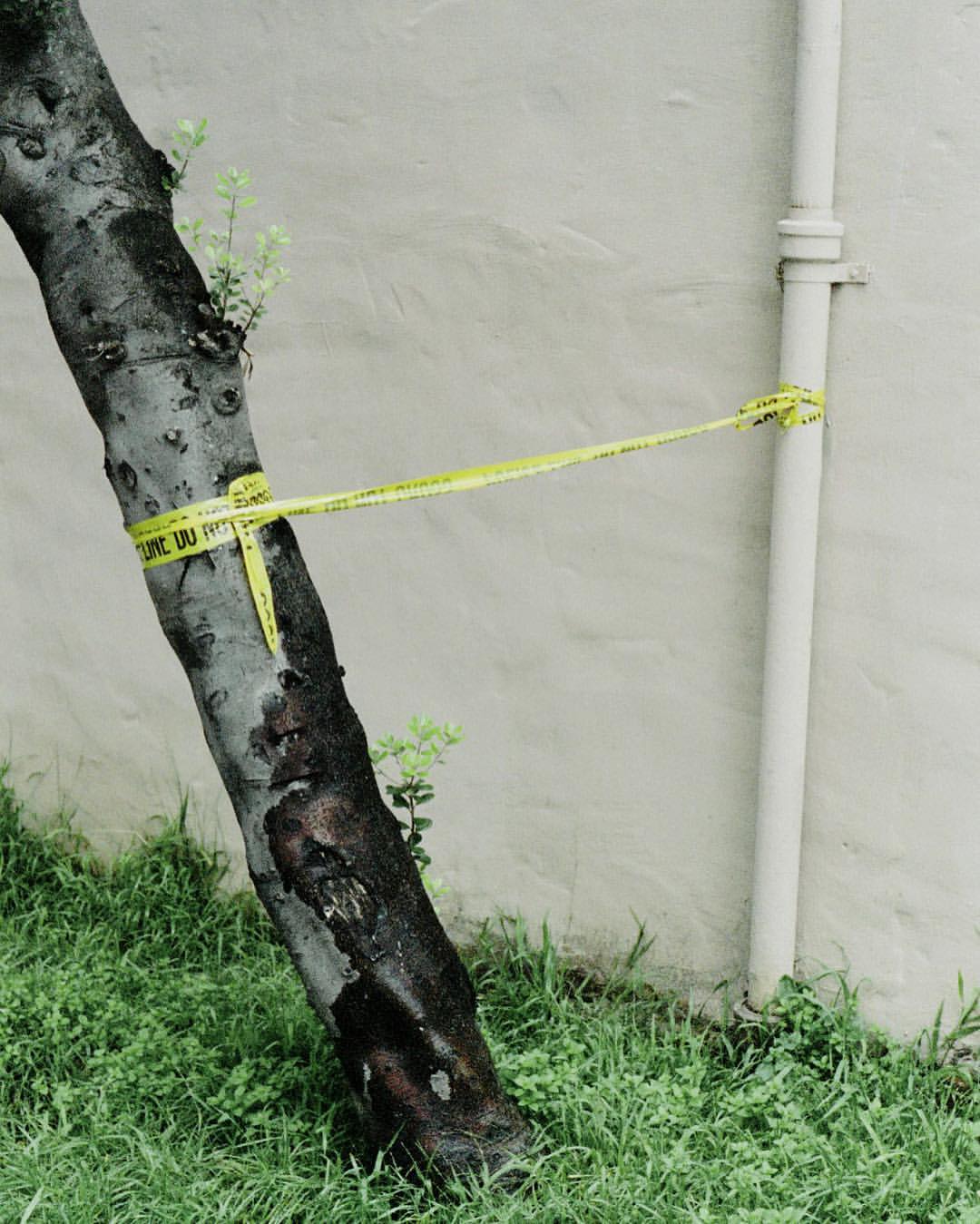 0790-bedp30vtaqh-hip-wall-tree-joined-tape-grass-beige-green-portrait-image-paul-underwood-original-work.jpg