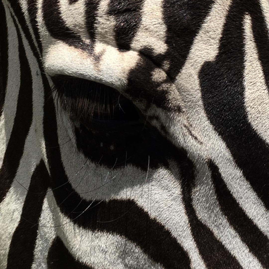 0679-baq9cubzaqv-darling-downs-zoo-beige-black-square-image-paul-underwood-original-work.jpg