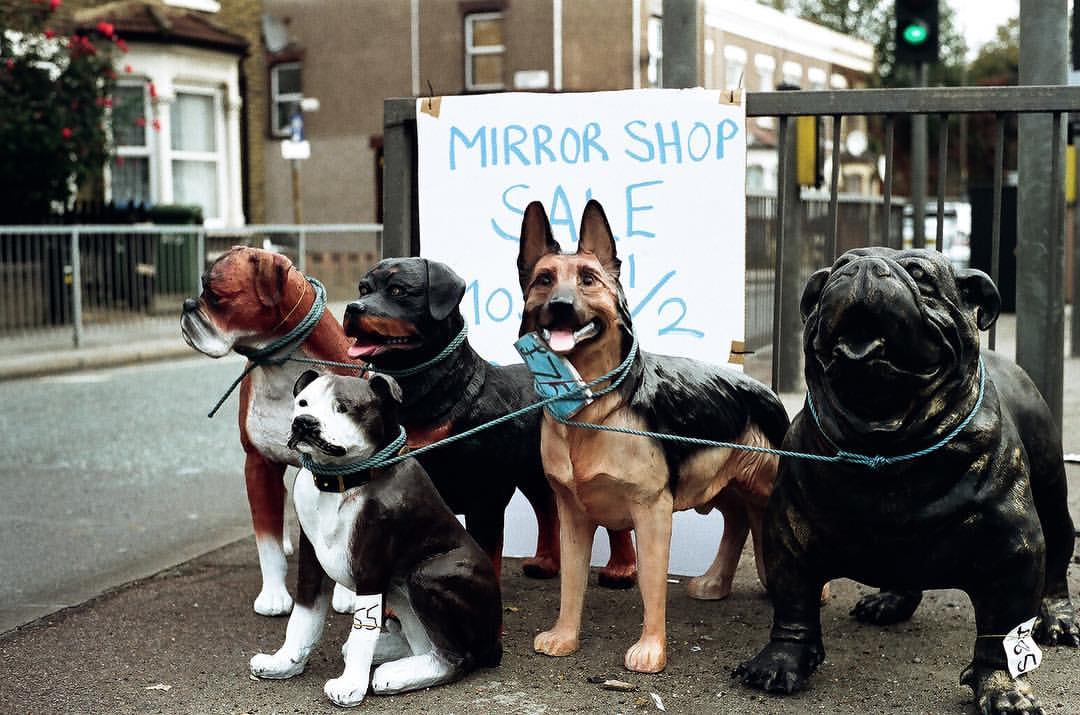 0786-bd5nv6mzato-dogs-mirrors-grey-brown-landscape-image-paul-underwood-original-work.jpg