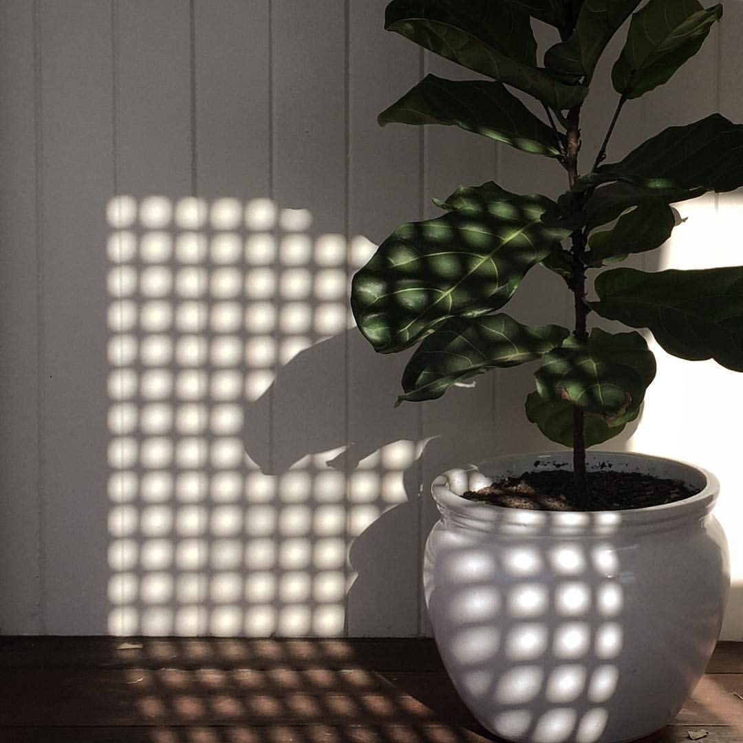 0946-jhkx-ficus-shadows-afternoonsun-lattice-grey-black-square-image-paul-underwood-original-work.jpg
