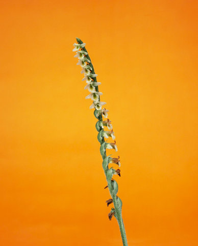 0004-erwanfrotin-flora-olbiensis-flowers-art-still-life-wall-orange-portrait-image-reference-only.jpg