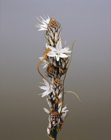 0005-erwanfrotin-flora-olbiensis-flowers-art-still-life-wall-beige-grey-portrait-image-reference-only.jpg